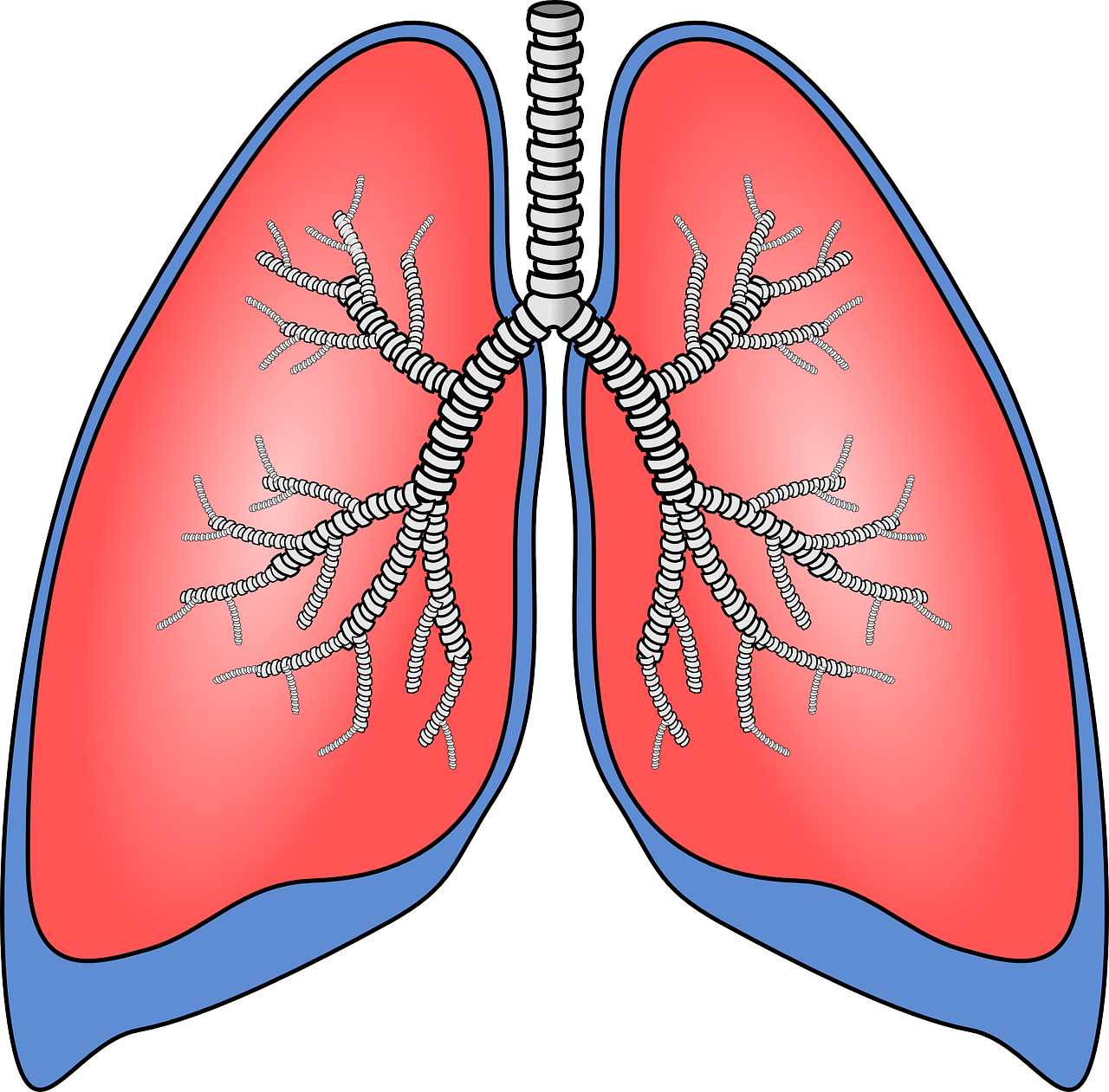 lungs, organ, anatomy-154282.jpg